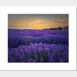 Idyllic lavender field Posters and Art